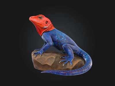 Vibrant Reptile Lizard With Red Head And Blue Body Standing On Rock Against Black Background 3d model