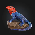 Vibrant Reptile Lizard With Red Head And Blue Body Standing On Rock Against Black Background