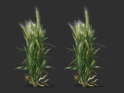 Vibrant Wheat Plants With Lush Green Leaves And Golden Ears In Natural Growth 3d model