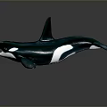 Detailed Orca Whale Model With Glossy Black And White Body On Dark Background
