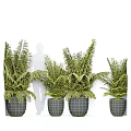 Lush Green Bonsai Potted Plants In Gray Ceramic Pots For Indoor Decor