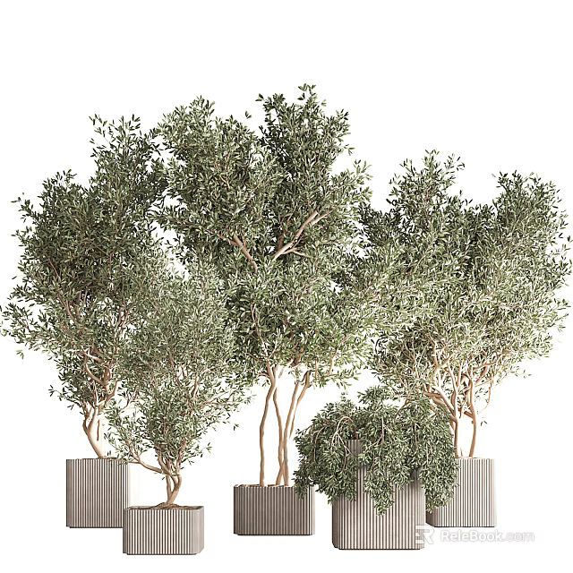 Bonsai Potted Olive Trees With Green Foliage In Modern Ceramic Pots For Indoor Decoration 3d model 