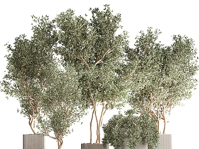 Bonsai Potted Olive Trees With Green Foliage In Modern Ceramic Pots For Indoor Decoration 3d model