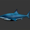 Realistic Blue Shark 3D Model With Detailed Features On Black Background 3d model