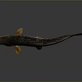 Spotted Fish With White Spots And Orange Fins On Gray Background With Reflection