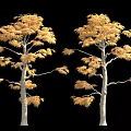 Two Trees With Golden Leaves And Light Colored Trunks Against Black Background