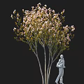 Tall Pink Flowering Tree With Green Leaves And White Statue Holding Item Against Black Background