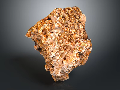 Coral Polyps Create Intricate Textured Calcium Carbonate Structures In Ocean 3d model