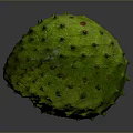 Fresh Green Spiky Tropical Fruit Ripe Exotic Soursop with Textured Skin