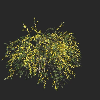 Lush Green Plant With Yellow Flowers And Hanging Branches On Black Background 3d model