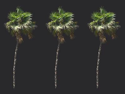 Three Tall Palm Trees With Slender Trunks And Lush Green Fronds Isolated On Black Background 3d model