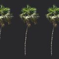 Three Tall Palm Trees With Slender Trunks And Lush Green Fronds Isolated On Black Background