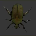 Close Up View Of Green Brown Beetle With Shiny Exoskeleton And Detailed Legs