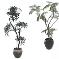 Indoor Decor Bonsai Potted Plants With Green Leafy Branches In Stylish Black Pots