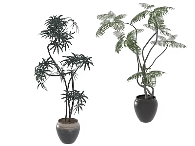 Indoor Decor Bonsai Potted Plants With Green Leafy Branches In Stylish Black Pots 3d model