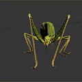Green Grasshopper With Detailed Body And Transparent Wings On Dark Background