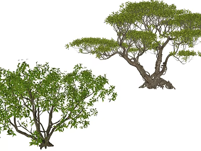 Arbor Trees Showcasing Lush Green Foliage and Unique Trunk Shapes 3d model