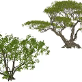 Arbor Trees Showcasing Lush Green Foliage and Unique Trunk Shapes