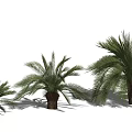 Palm Trees With Lush Green Fronds And Brown Trunks In Different Sizes