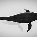 Black Whale Aquatic Animal Model With Detailed Features And Gray Background