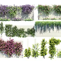 Different Types of Colorful Vines Featuring Purple Green Hanging Climbing Decorative Varieties