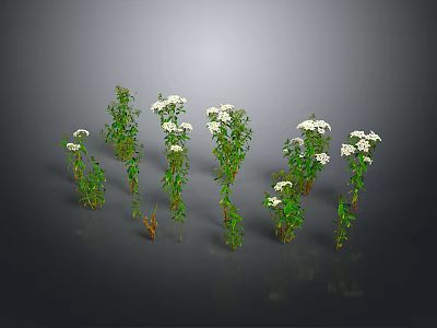Multiple Green Plants With White Flowers In Different Forms On Dark Background For 3d model