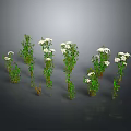 Multiple Green Plants With White Flowers In Different Forms On Dark Background For