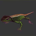 Vibrant Green Orange And Brown Reptile Lizard With Detailed Scales On Gray Background