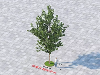 Arbor Measurement Activity With Person Using Tool On Tiled Paved Ground 3d model
