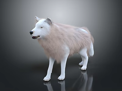 White And Light Brown Wolf Standing On Black Reflective Ground With Gray Gradient Background 3d model