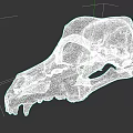 Close Up View Of Animal Skull With Detailed Bone Structure And Natural Features