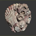 Pink And White Marine Shell Animal With Multiple Natural Unique Holes Structure