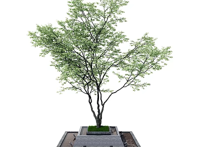 Outdoor Tree Pit Featuring Green Leafy Tree And Square Stone Base Design 3d model