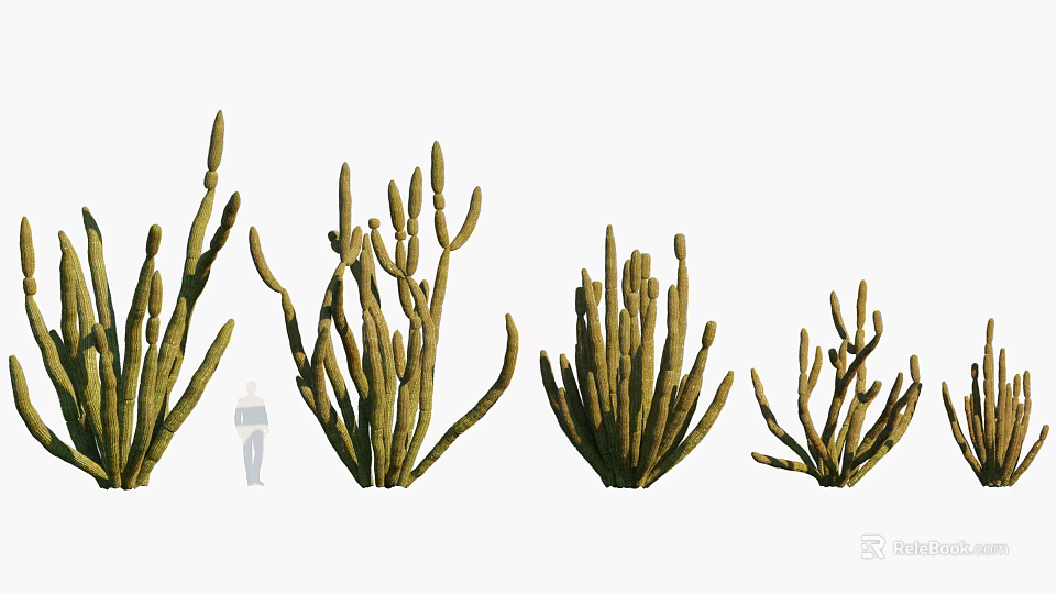 Cactus Bonsai Potted Plants In Various Sizes With Human Figure For Scale 3d model 