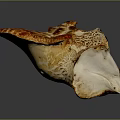 Vibrant Orange And White Mushroom With Detailed Texture And Unique Shape