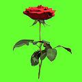 Vibrant Red Rose Plant With Green Leaves And Stem On Green Background