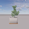 Lush Green Succulent Plant Growing in White Square Pot on Wooden Tray