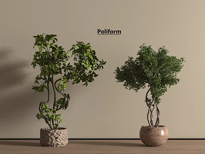 Two Lush Bonsai Plants with Green Foliage in Textured and Terracotta Pots for Indoor 3d model