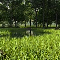 Rivers Lawn Trees Riverside Forest 3d model