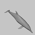 Graceful Dolphin Swimming In Deep Ocean With Sleek Body And Long Beak