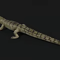 Reptile Crocodile with Open Mouth Sharp Teeth and Green Scales on Black Background