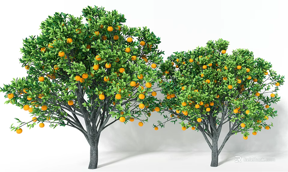 Orange Trees With Lush Green Foliage And Abundant Ripe Oranges 3d model 