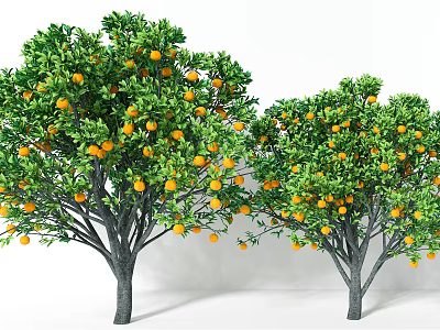 Orange Trees With Lush Green Foliage And Abundant Ripe Oranges 3d model