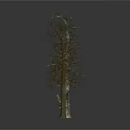 Two Leafless Dead Trees With Bare Trunks Standing On White Background