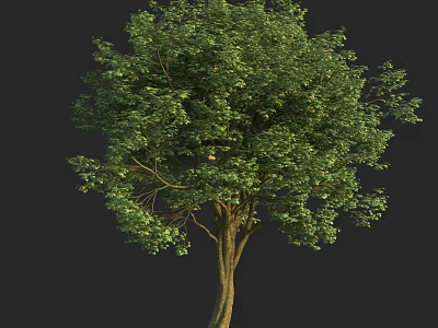 Lush Green Arbor With Dense Foliage Brown Trunk And Natural Form 3d model