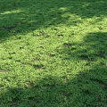 Lush Green Grass Lawn With Fresh Natural Texture For Outdoor Background