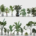Variety of Green Leafy Bonsai Potted Plants with Different Ceramic Pots for Indoor Decoration