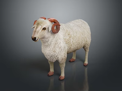 White Wool Sheep With Red Curved Horns Standing On Dark Background 3d model