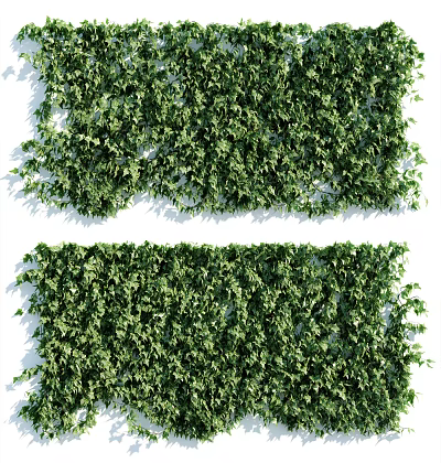 Lush Green Vines Covering Vertical Wall as Natural Outdoor Decorative Backdrop 3d model