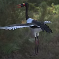 Marabou Stork Black And White Plumage Long Red Beak Outstretched Wings On Grassy Field